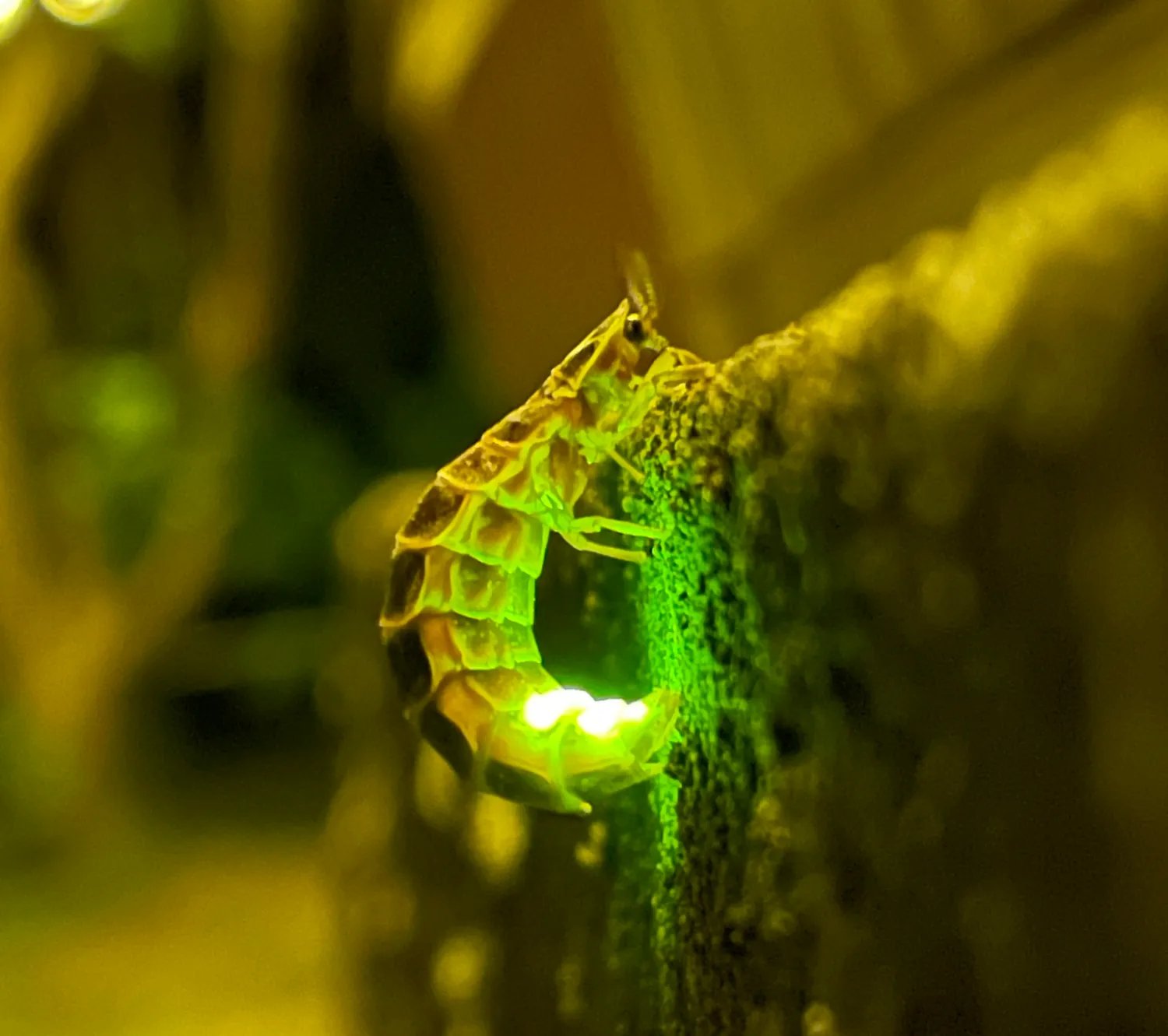 Glowing firefly larvae crawling up a concrete wall, curling slightly