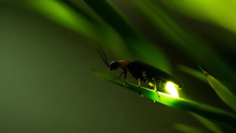 Why do fireflies glow? It's more than an ass.