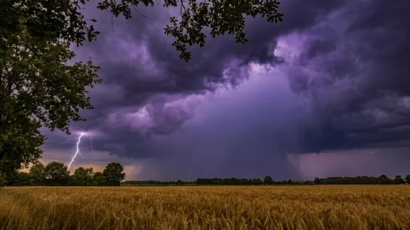Lightning can be seen as pods in the sky beyond a field during a thunderstorm.