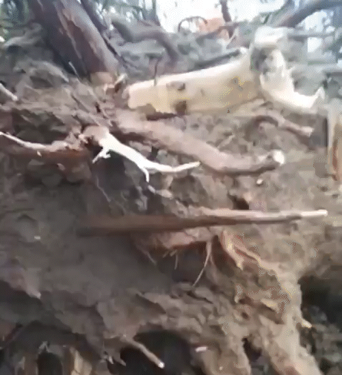 A neem tree fell on an e-rickshaw in Firozabad village in UP. 5 people died. 2 people were injured.