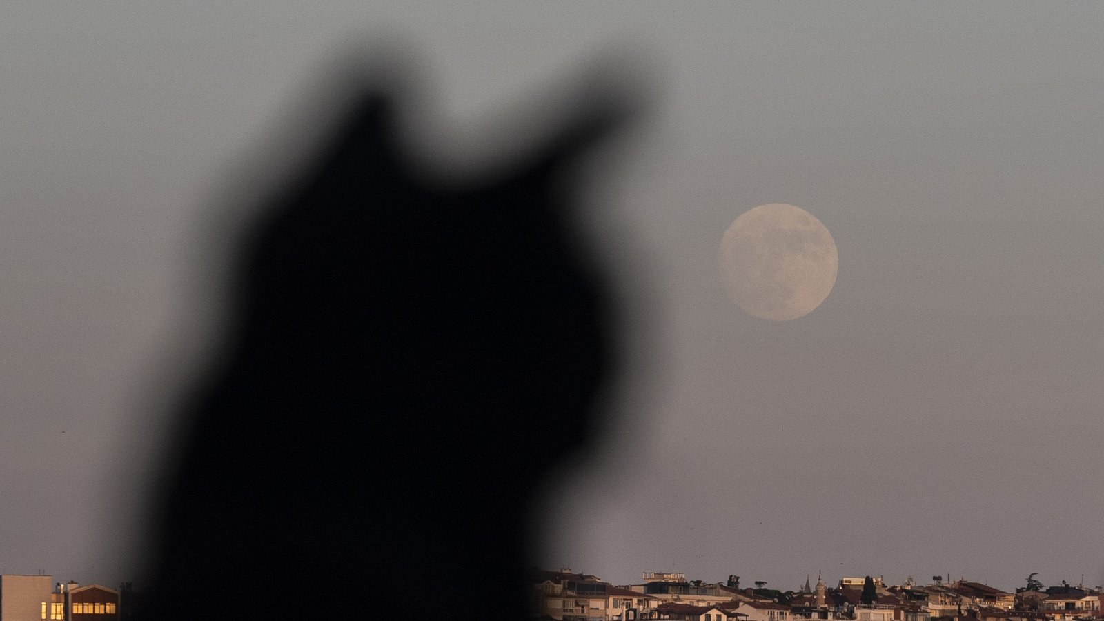 June's Strawberry Moon will be a welcome treat for skywatchers around the world. Here are our favorite photos 31 a black cat looks at the city, and the full moon shines in the sky above it.
