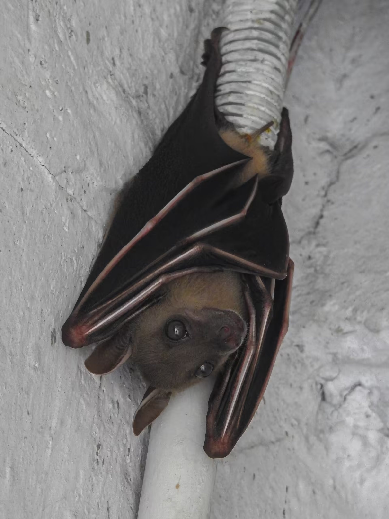 Modern technology has only recently confirmed this behavior, suggesting that the Flemish master's devotion to realism captured a rare natural phenomenon centuries ago, highlighting the scientific value hidden in the art. Image Credits: Wikimedia Commons Bat_03