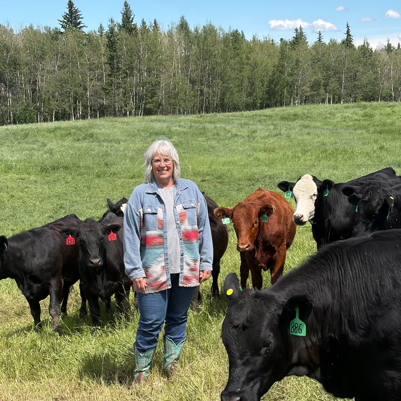 A woman stands in front of cows.