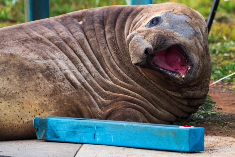 Australia Seal Nile