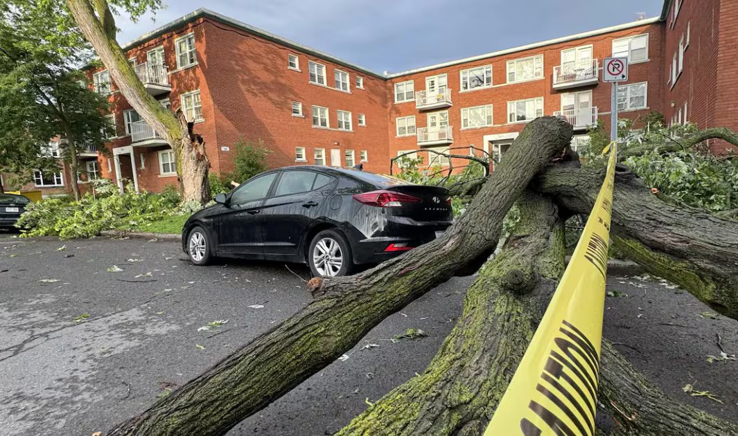 Police tape is near a tree that fell on the road in front of an apartment building.