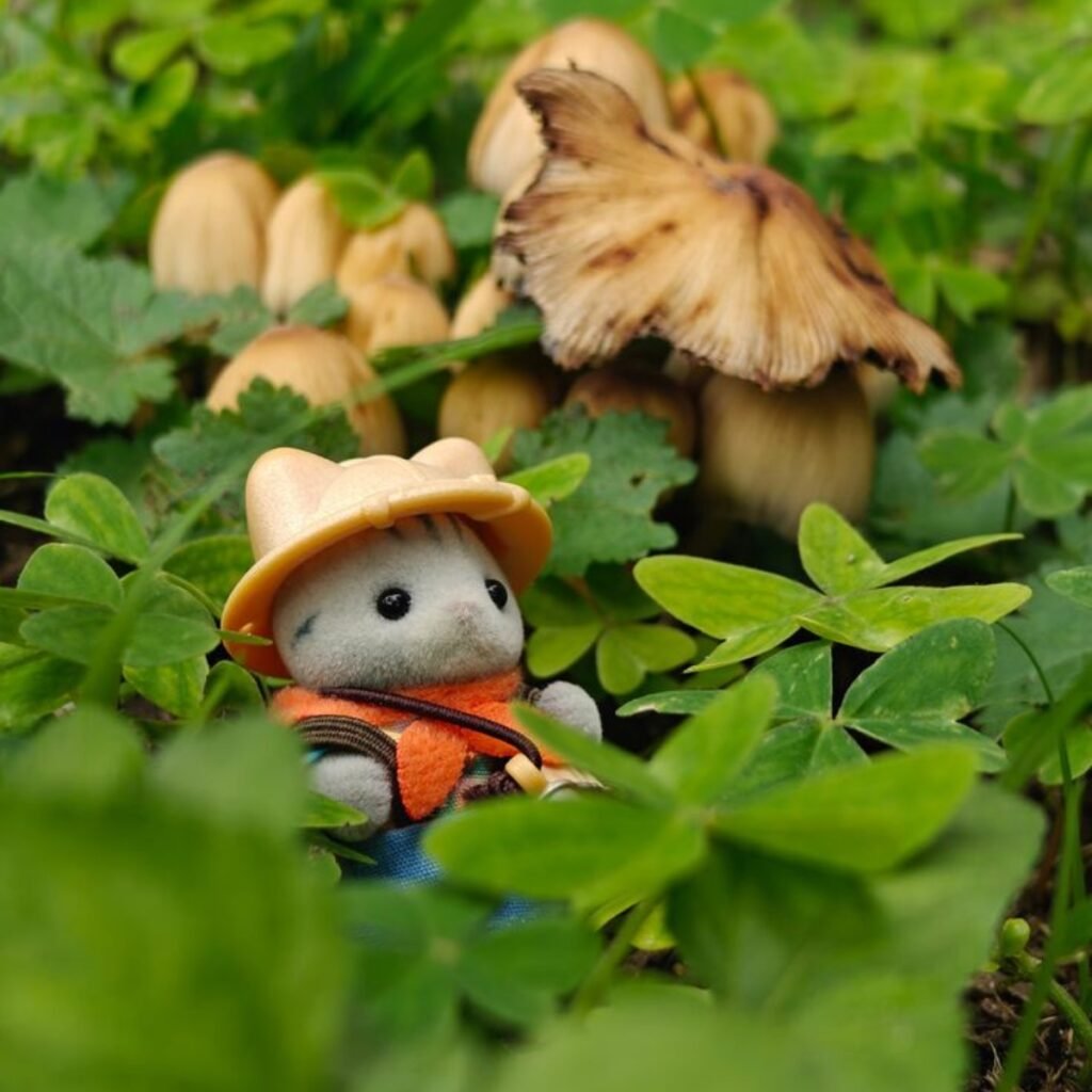 1783501220 55 Chapultepec will host a mushroom tour and photo shoot with