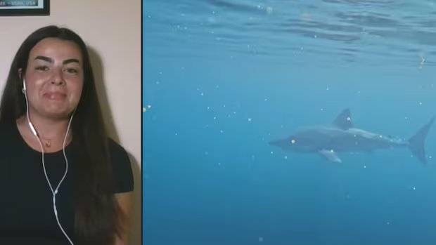 The Great White Shark lives in the Gulf of St. Lawrence. Don't worry - it's normal 16 1783518316 444 The Great White Shark lives in the Gulf of St