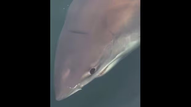 The Great White Shark lives in the Gulf of St. Lawrence. Don't worry - it's normal 17 1783518316 48 The Great White Shark lives in the Gulf of St
