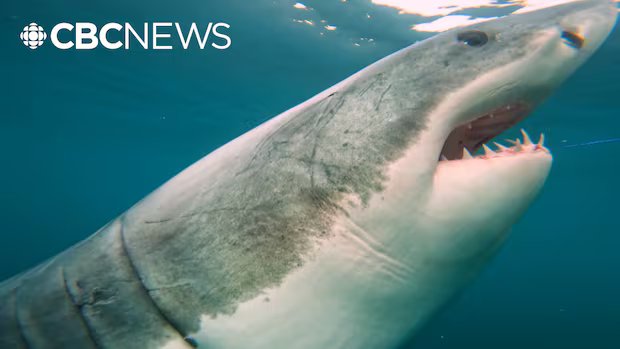 The Great White Shark lives in the Gulf of St. Lawrence. Don't worry - it's normal 19 1783518317 362 The Great White Shark lives in the Gulf of St