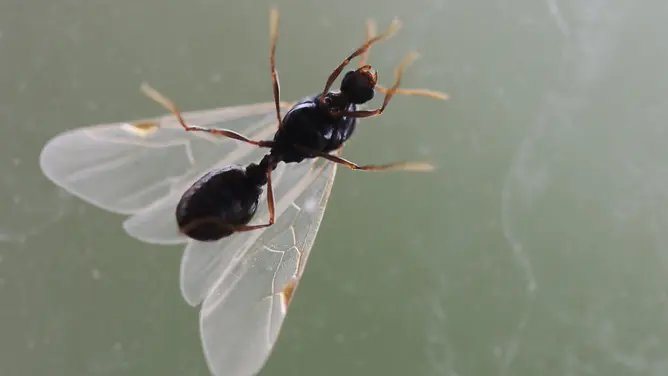 Plague-like swarms of flying ants invade and are mistaken for storms on radar 15 1783672818 325 Plague like swarms of flying ants invade and are mistaken for