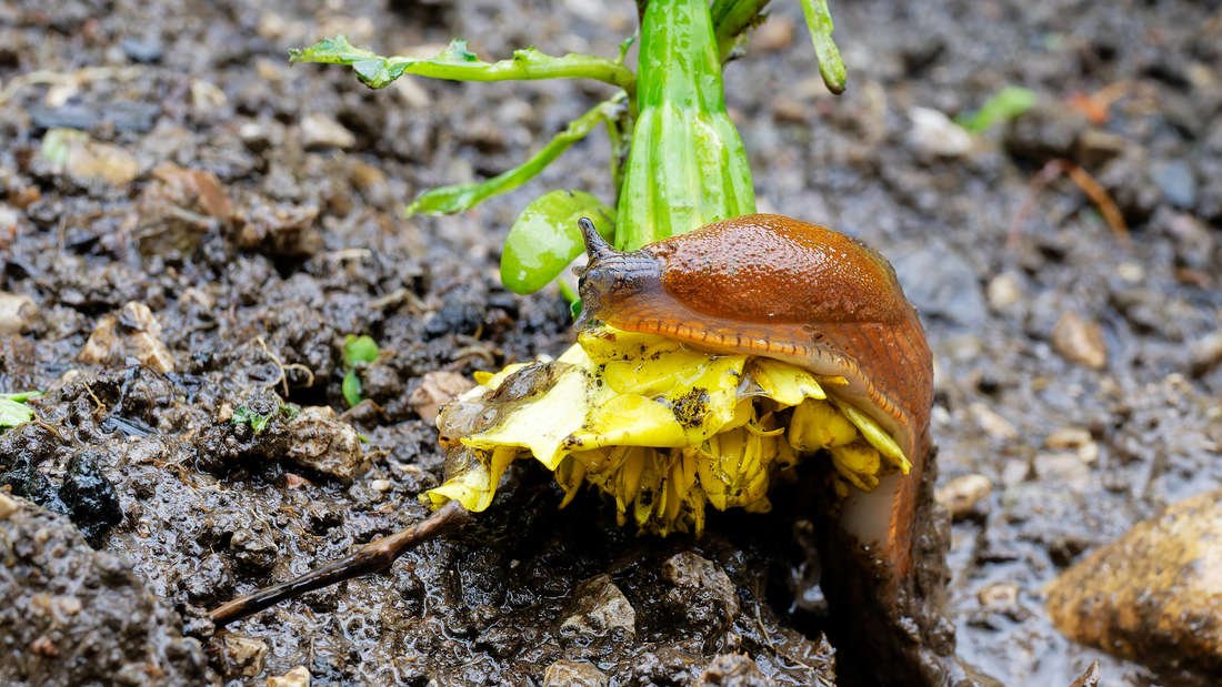 Nudibranchs on marigolds