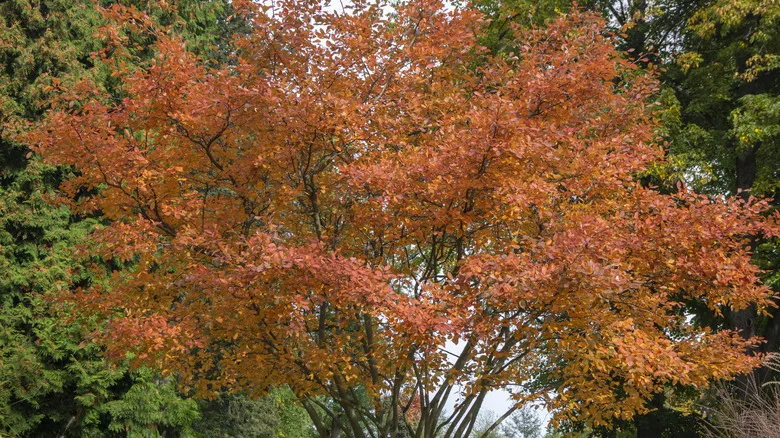 In autumn, a serviceberry tree grows in the yard