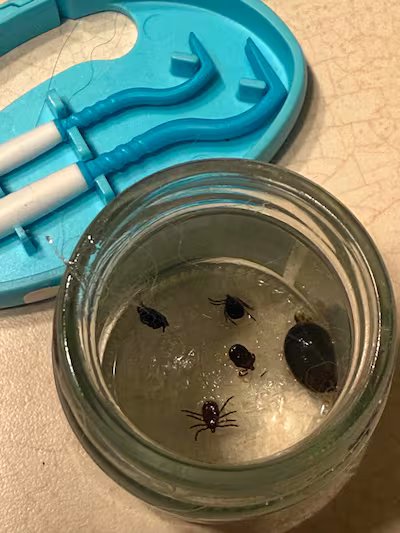 Farmer bitten twice by ticks carrying Lyme disease 15 Several ticks collected by Veronica Loiseau from Saint-Lazare. The summer of 2026 promises to be very interesting for her. Photo by Véronique Loiseau