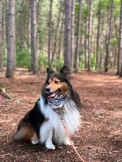 Farmer bitten twice by ticks carrying Lyme disease 17 Veronica Loiseau's dog Max was bitten several times by ticks in the Saint-Lazare region. Photo by Véronique Loiseau