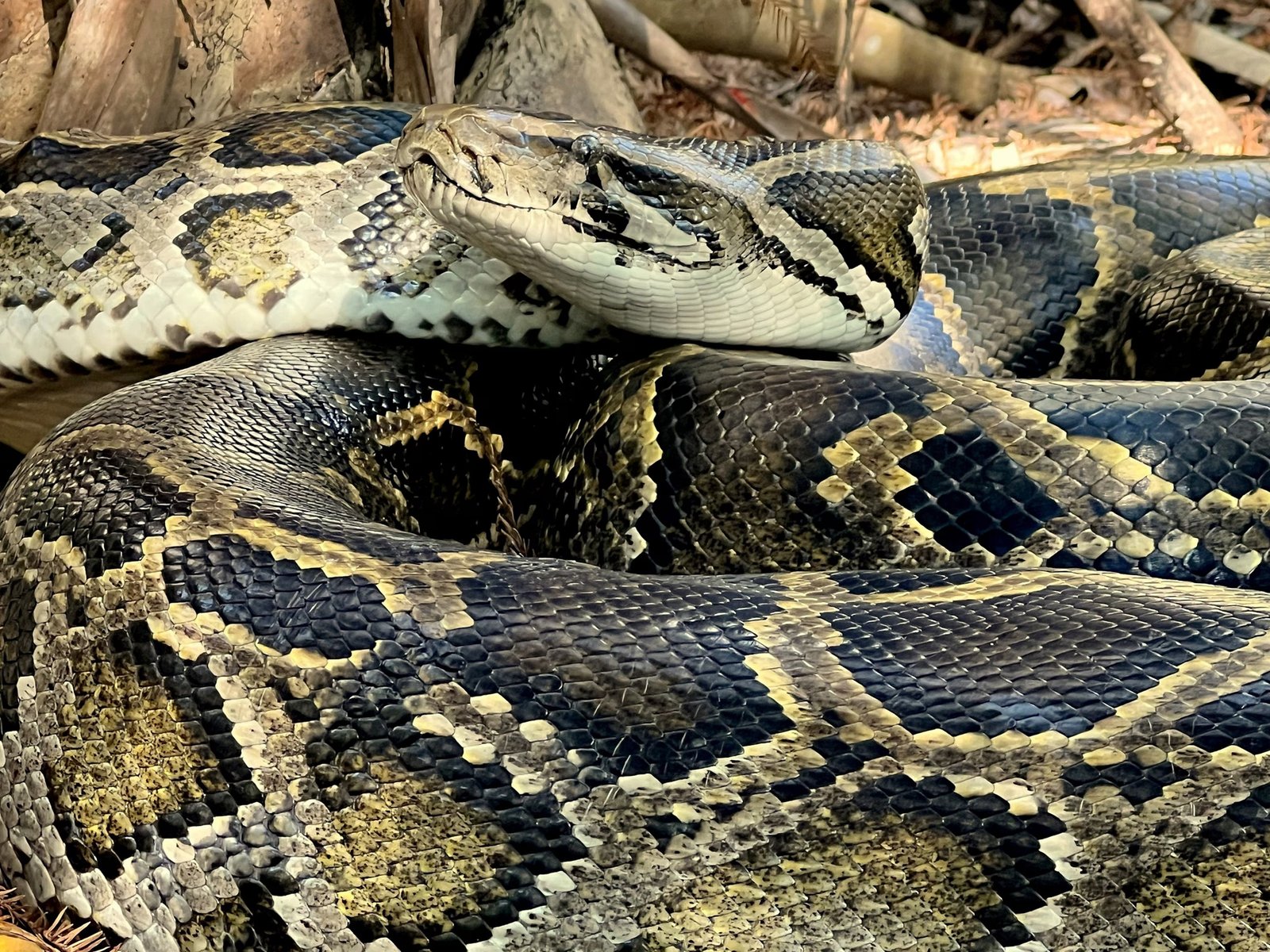 Invasive Burmese pythons have created a new hot spot in Florida, wildlife experts say. 13 1783927221 926 Invasive Burmese pythons have created a new hot spot in