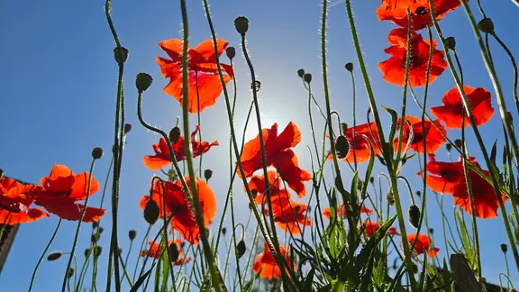 Poppies bloom in the sun.
