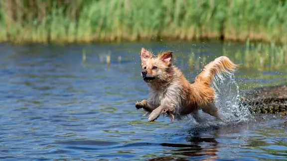 Dog Tosya jumps into the water at Sportparksee Grambke in summer temperatures.