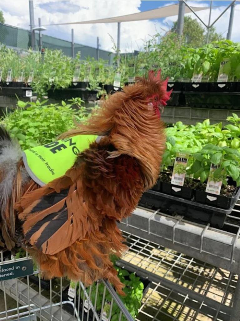 Roosters, cats and sheep at Bunnings divide shoppers in bitter pet debate 15 1784170518 243 Roosters cats and sheep at Bunnings divide shoppers in bitter