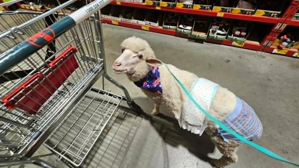 Roosters, cats and sheep at Bunnings divide shoppers in bitter pet debate 16 1784170519 222 Roosters cats and sheep at Bunnings divide shoppers in bitter
