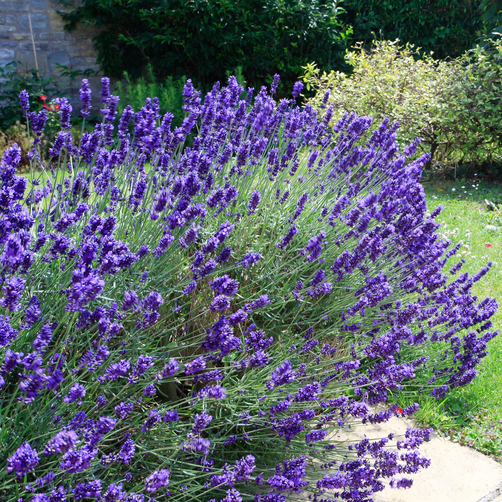 Lavender bush in the garden with grass and bushes