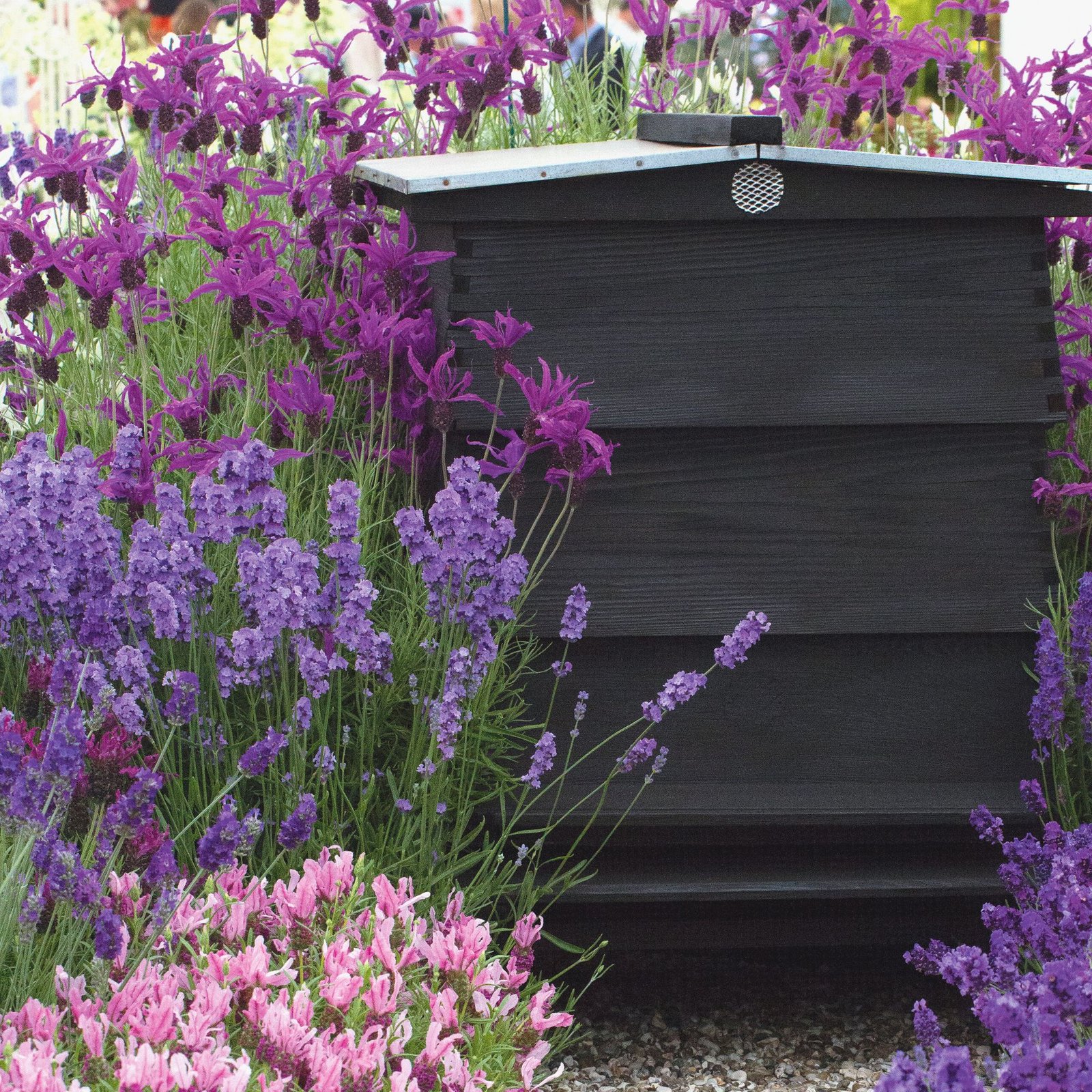Lavender border next to the hive