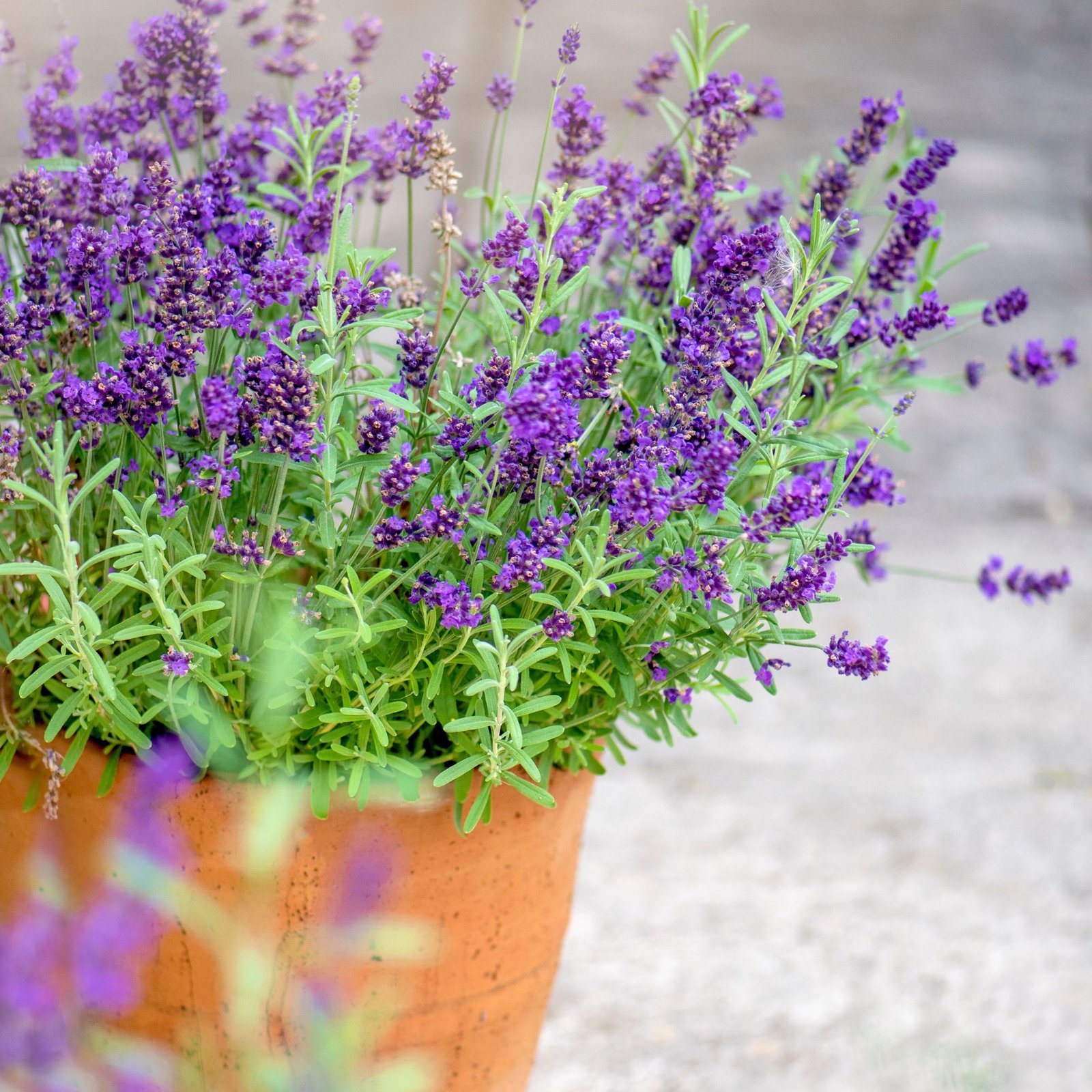 fragrant lavender plant