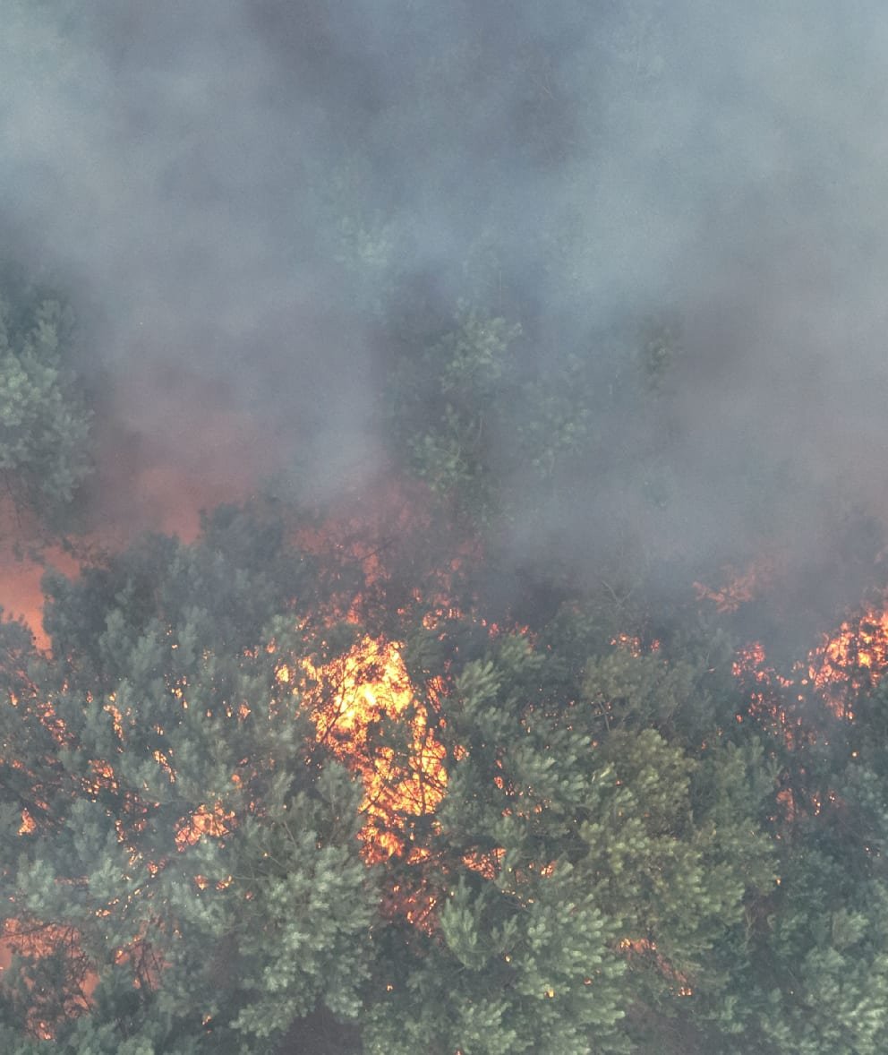 Explosions again and again: the Bundeswehr fights flames in the largest national park | News 13 A fire broke out in the Müritz National Park on Monday.