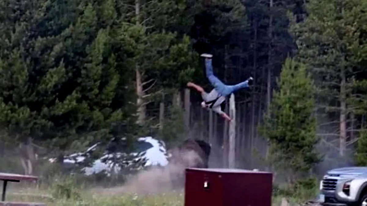 Yellowstone bison that attacked grandfather will not be euthanized 15 Yellowstone Bison Attack