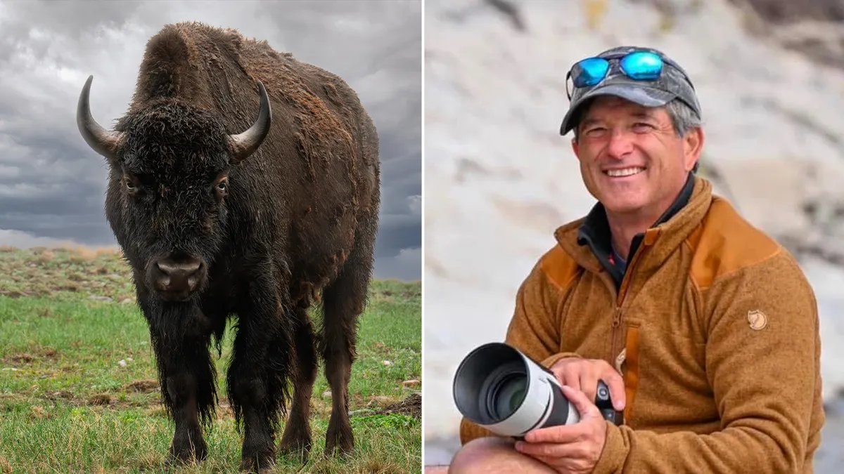 Yellowstone bison that attacked grandfather will not be euthanized 14 Split bison by photographer Mike MacLeod.