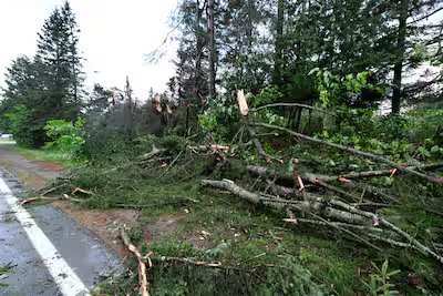 Several uprooted trees on Highway 327 in Harrington.