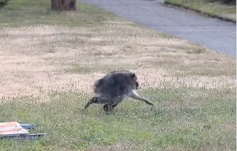 An unusual looking raccoon walks through the grass