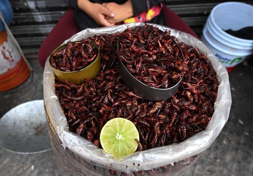 A Michelin-starred restaurant in South Korea served ants for dessert. Now its owner could face jail time 13 Chapulins, dried and fried grasshoppers, a pre-Hispanic Mexican delicacy, are displayed for sale on a street in downtown Puebla, Mexico. They are often used in tacos and other street foods.