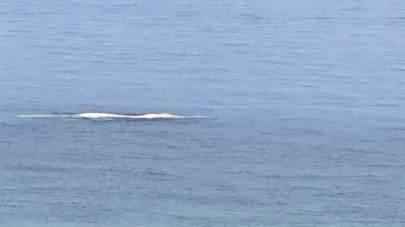 Whale from afar on the surface of the water