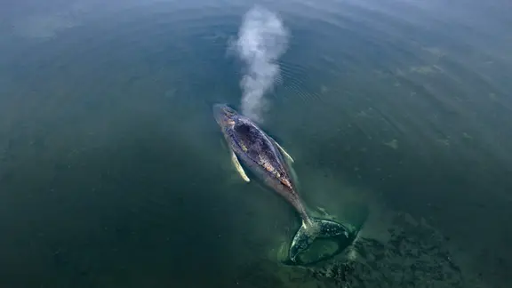 A humpback whale has stranded off Poel Island.