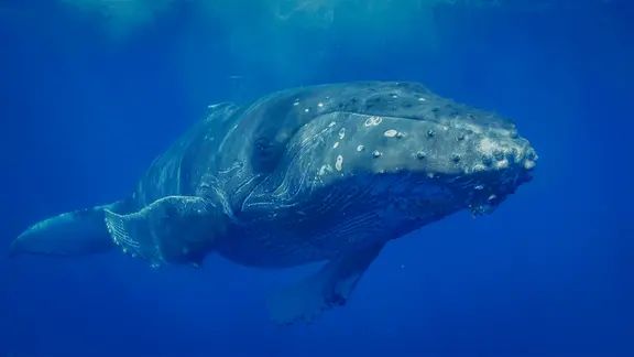Humpback whale swims underwater