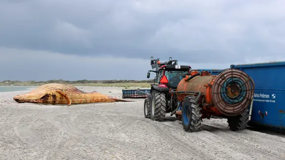 After the autopsy of a humpback whale on the beach of the Danish island of Anholt, its removal begins.