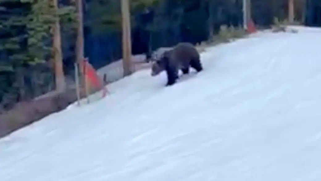 Click to view video: Grizzly Bear Surprises Skier on the Slopes of Lake Louise, Alta.