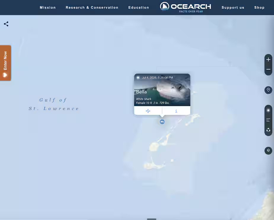 330kg white shark spotted off the Magdalene Islands 11 Bella the white shark was spotted off the coast of the Magdalene Islands.