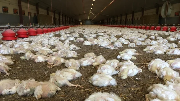 “753 tons of animal corpses are buried”: in Finistere farms resorted to burial 15 Many poultry have suffered from the heat. Illustrative photo.