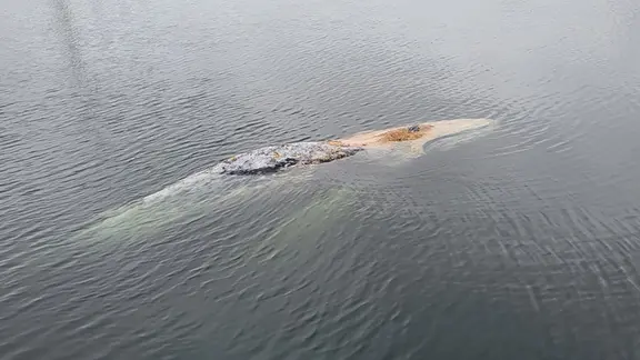 A humpback whale swims in the Flensburg Fjord.