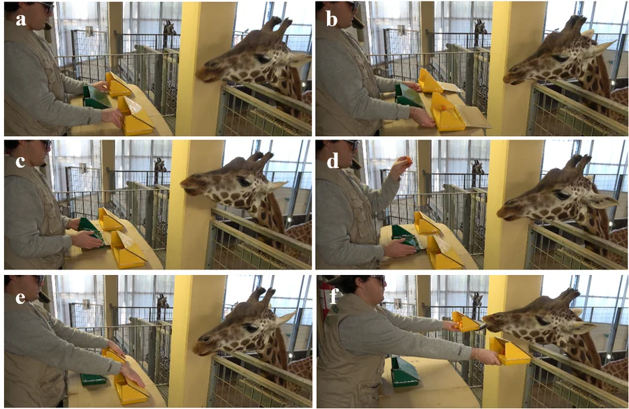 Experimental procedure