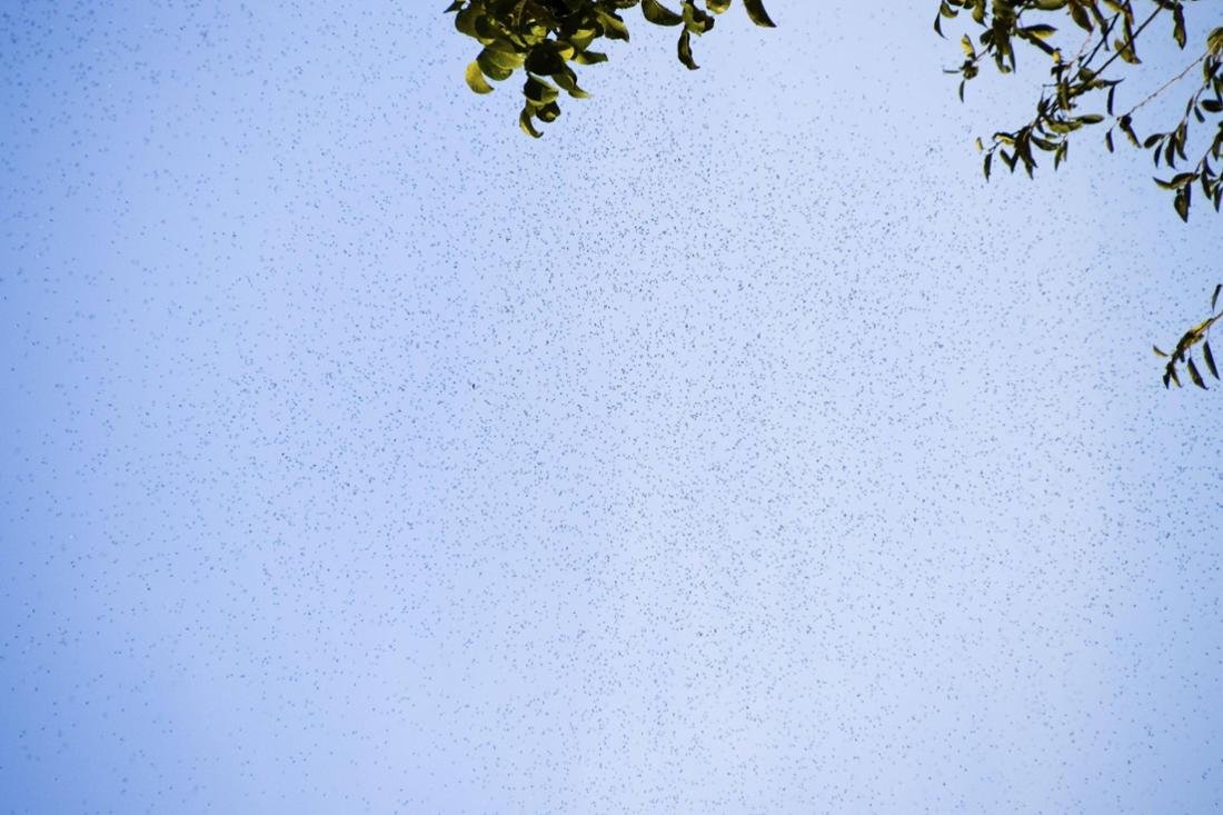 The Met Office has confused flying ants with drizzling rain (symbolic image).