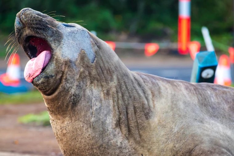 Australia Seal Nile