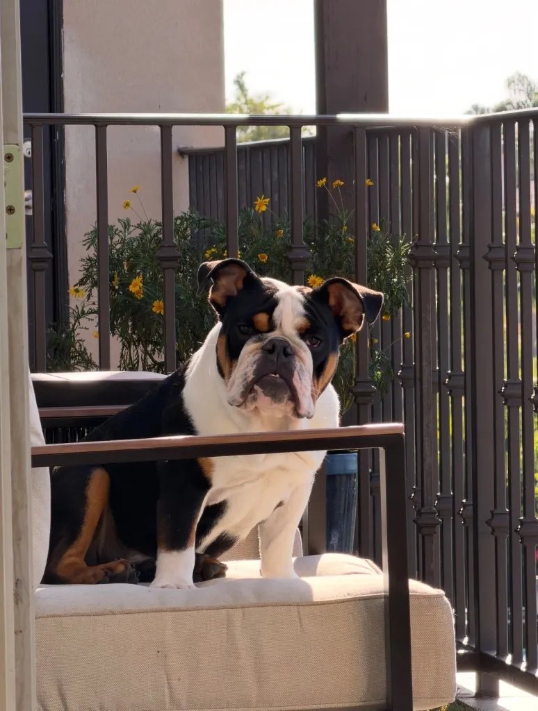 Bruce, English bulldog 