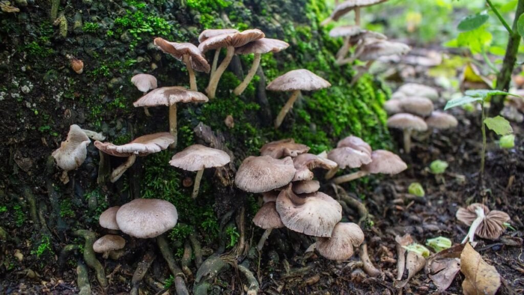 Chapultepec will host a mushroom tour and photo shoot with