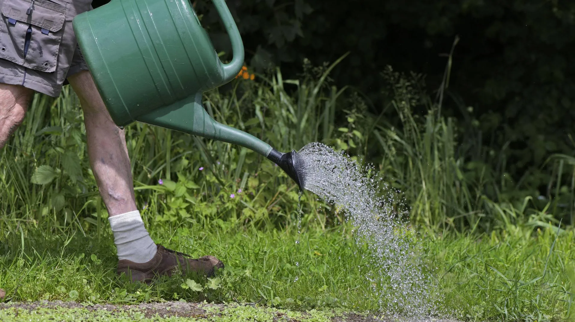 Manual work with a watering can: After sowing the seeds, the lawn must be watered regularly. Manual work with a watering can: After sowing the seeds, the lawn must be watered regularly.