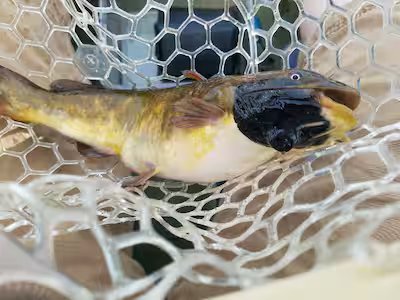 Contagious cancer: first type of transmissible cancer found in fish from Quebec 11 Contagious cancer first type of transmissible cancer found in fish