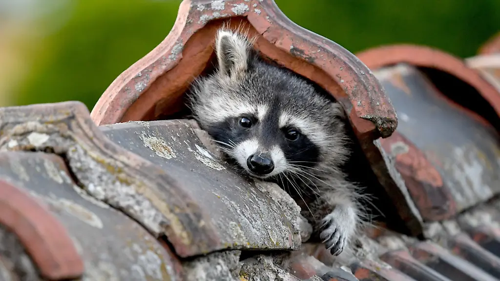 Unwanted neighbor The growing presence of raccoons in residential areas is increasingly causing discontent among residents