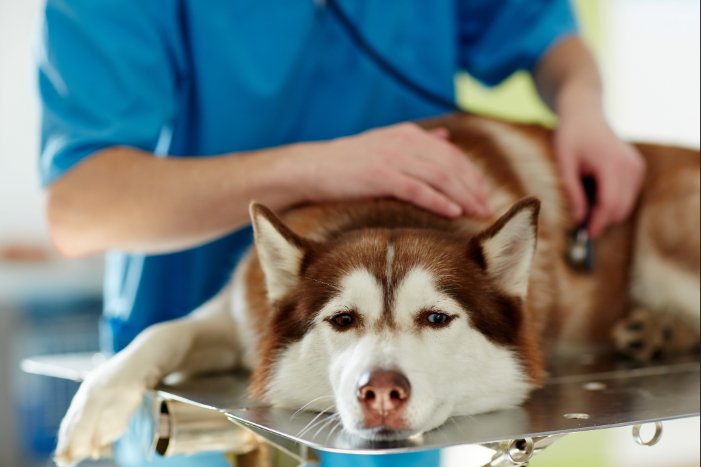 Deadly blood parasite: how to protect your dog from “canine malaria” 11 Deadly blood parasite how to protect your dog from canine
