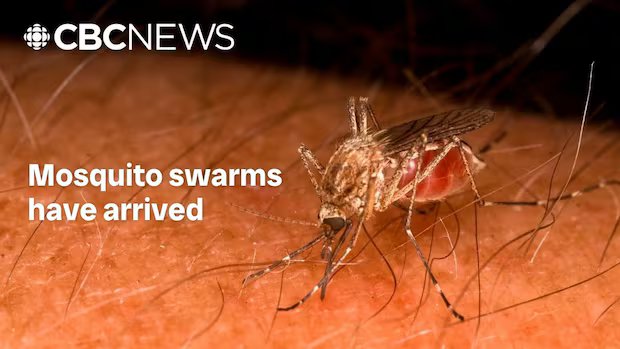 Edmonton now has 15 times more mosquitoes than the same